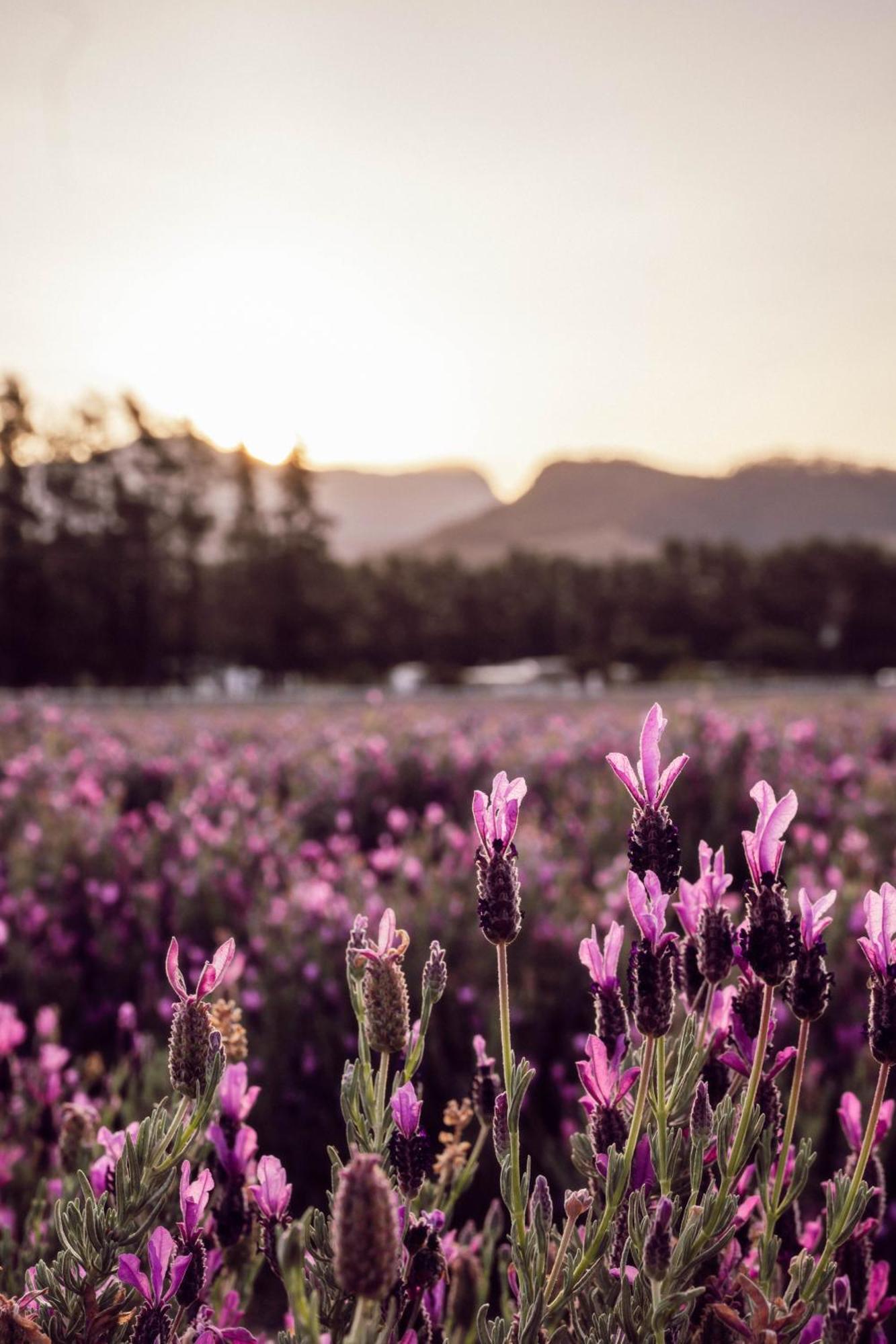 Lavender Farm Boutique Guest House Franschhoek Exterior photo