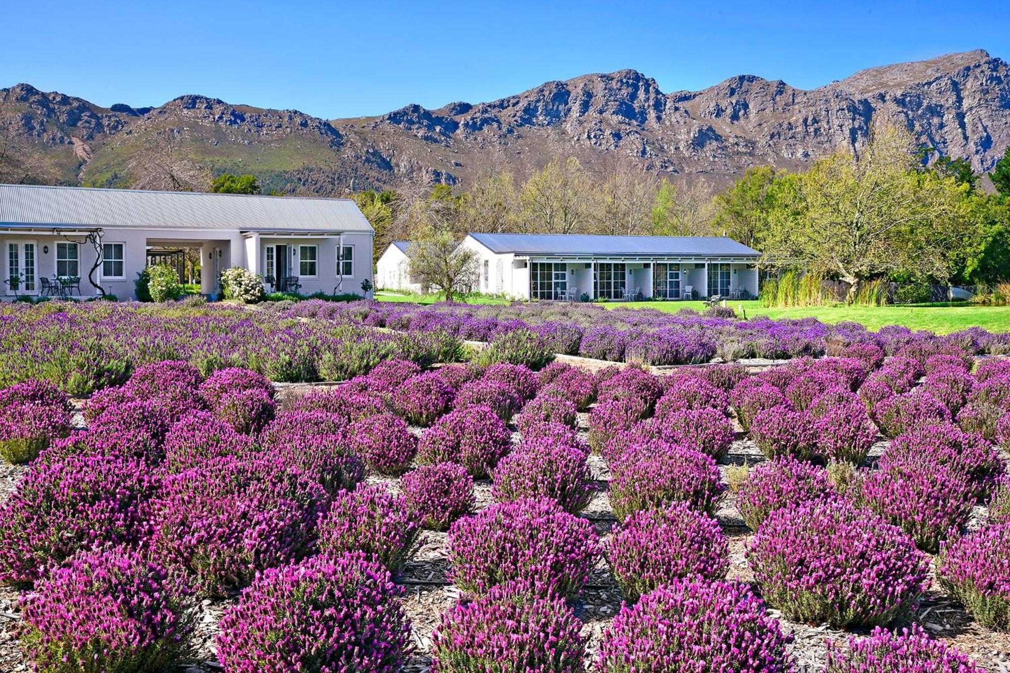 Lavender Farm Boutique Guest House Franschhoek Exterior photo