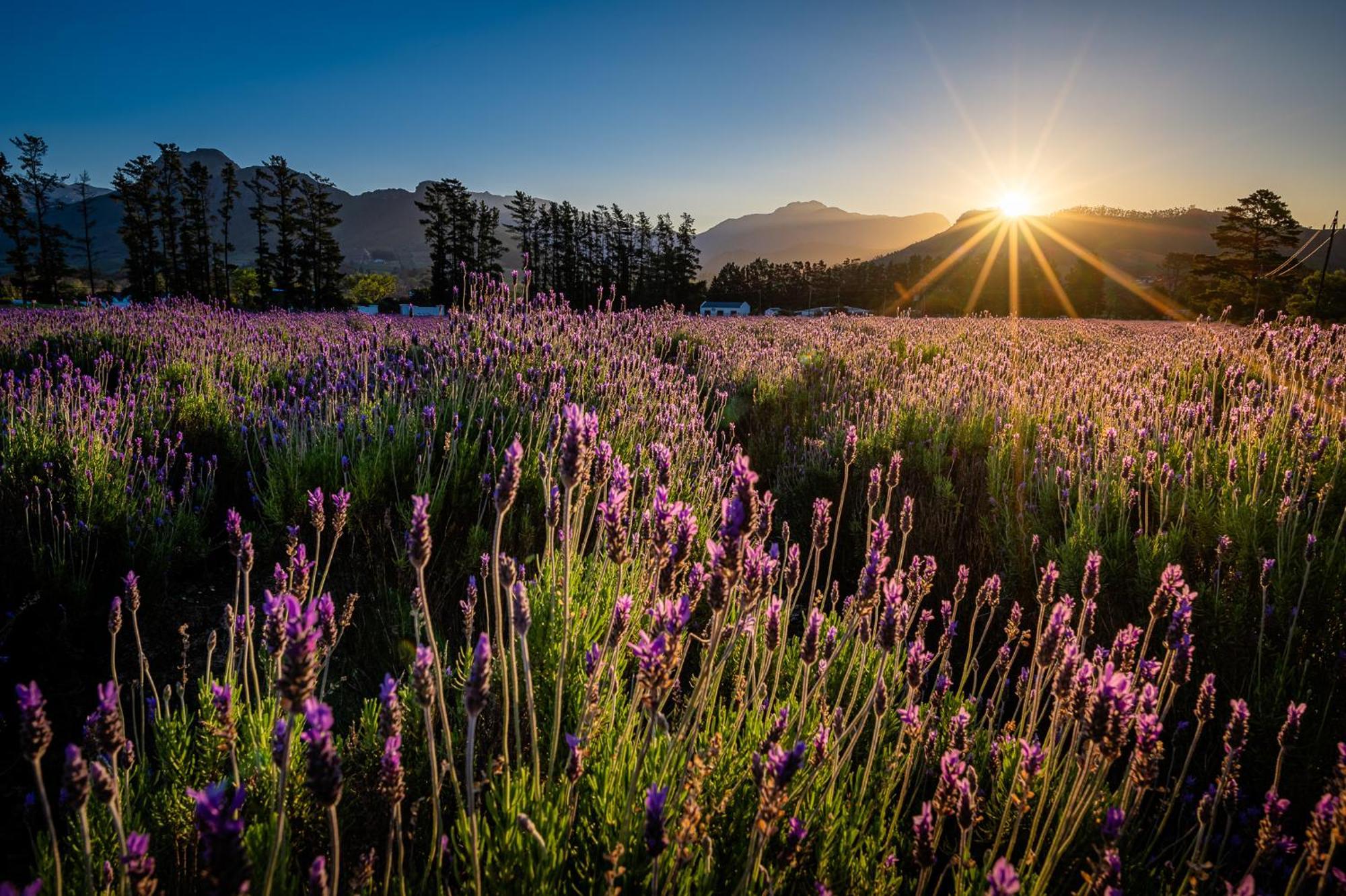 Lavender Farm Boutique Guest House Franschhoek Exterior photo